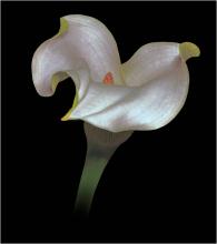 Calla Lily by Charles Hobley