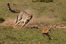 In to the kill by Michael Ball