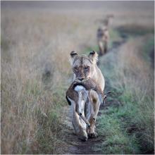 Lioness carrying Thompson Gazelle by John Gauvin