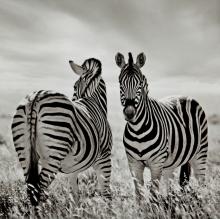 Two Zebras by Rosie Armes