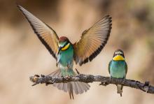 Mid Sussex: Bee-eater bringing in food for offspring by Viv Nicholas