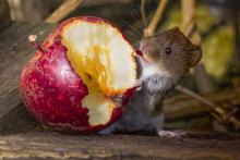 Wood Mouse by compost bin-Wendy Ball