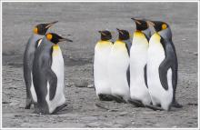 King Penguin Inspection by Ian MacWhirter