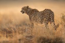 Cheetah in Evening Light by Phil Shaw FRPS