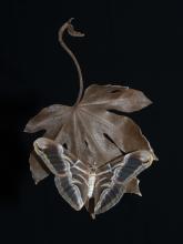 Live Silk Moth by Sue Lambert LRPS CPAGB