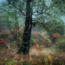 At Stedham by Richard Corkrey