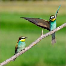 Bee Eaters by John Peters