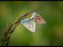 Common Blue Butterflies Mating by Derek Grieve LRPS
