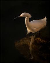Egret Hunting at Sunset by David Seddon