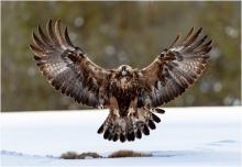 Golden Eagle coming to feed on a dead fox by Viv Nicholas