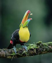 Keel-billed Toucan feeding. Costa Rica by Viv Nicholas