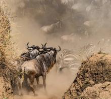 Mara crossing by Wendy Ball