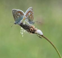 Mating Common Blue butterflies by Mike Warren