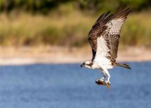 Osprey Catch by Kevin Harwood