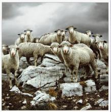 Mountain Sheep by Mike Davison