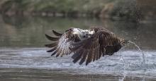 Osprey lift off-Wendy Ball