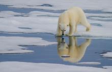 Polar Bear, Spitsbergen by Wendy Ball