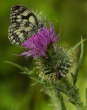 Worthing: Marble White Butterfly by Sheila Higgs