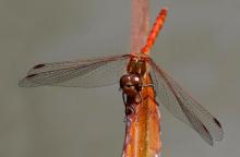 Ruddy Darter by Chris Clack