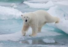 Polar Bear on Iceflow by Ian MacWhirter