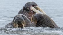 Walrus family-Michael Ball