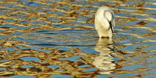 Little Egret Fishing in Golden Waters by Gary Levett