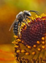 Andrew Green LRPS - Bee on Flower