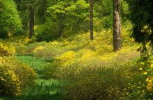 Azalea Tapestry by Dave Collins