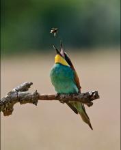 Bee-Eater Tossing a Bee by Derek Grieve