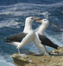 Black Browed Albatrosses by Ian MacWhirter