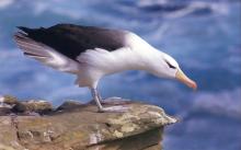 Black browed albatross by Ian MacWhirter (Storrington)