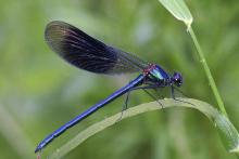 The blue banded damselfly Chris Clack