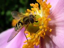 Syrphus Ribesii on Japanese Anemone Keith Dendy