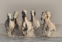 Carmarque Horses Galloping - Rosie Armes