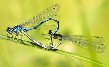 Damselflies - Michael Warren LRPS