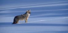 Coyote in Snow by Carole Speight