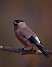 Female Bullfinch by Jeannie Sutherland