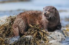 Michael Ball - Hebridean Otter