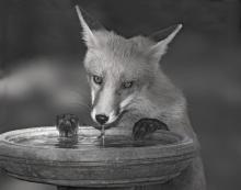 Fox drinking by Ian MacWhirter
