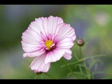 Cosmos by Di Walker