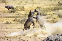 Mountain zebra stallions sparing by Mervyn Selzer ARPS