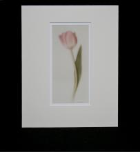 Simply a Tulip Ann McDonald ARPS