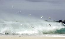 Terns in surf by Jean MacWhirter (Storrington)