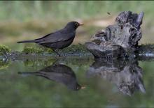 The Blackbird and the Wasp by Derek Grieve