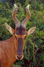 RED HAARTEBEEST by JAN ROBERTS