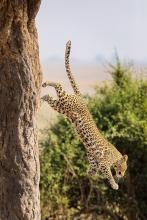 Chobe Leopard - Phil Shaw FRPS