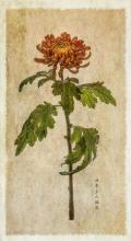 Chrysanthemum - Lorna Brown ARPS CPAGB AFIAP