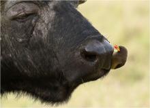 African Buffalo with Ox Pecker by John Gauvin