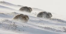 Mountain Hares extreme habitat by Michael Ball
