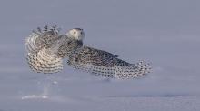 Snowy Owl liftoff by Wendy Ball
